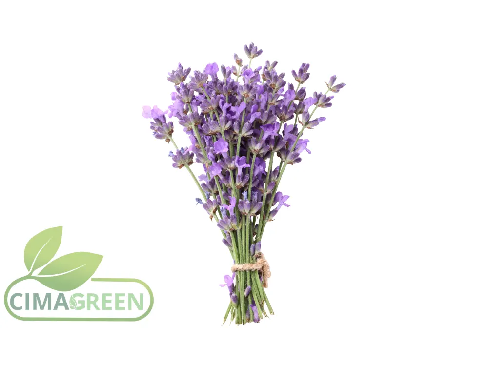Spanischer Lavendel (Espliego) aus Murcia – Qualität und Aroma weltweit anerkannt