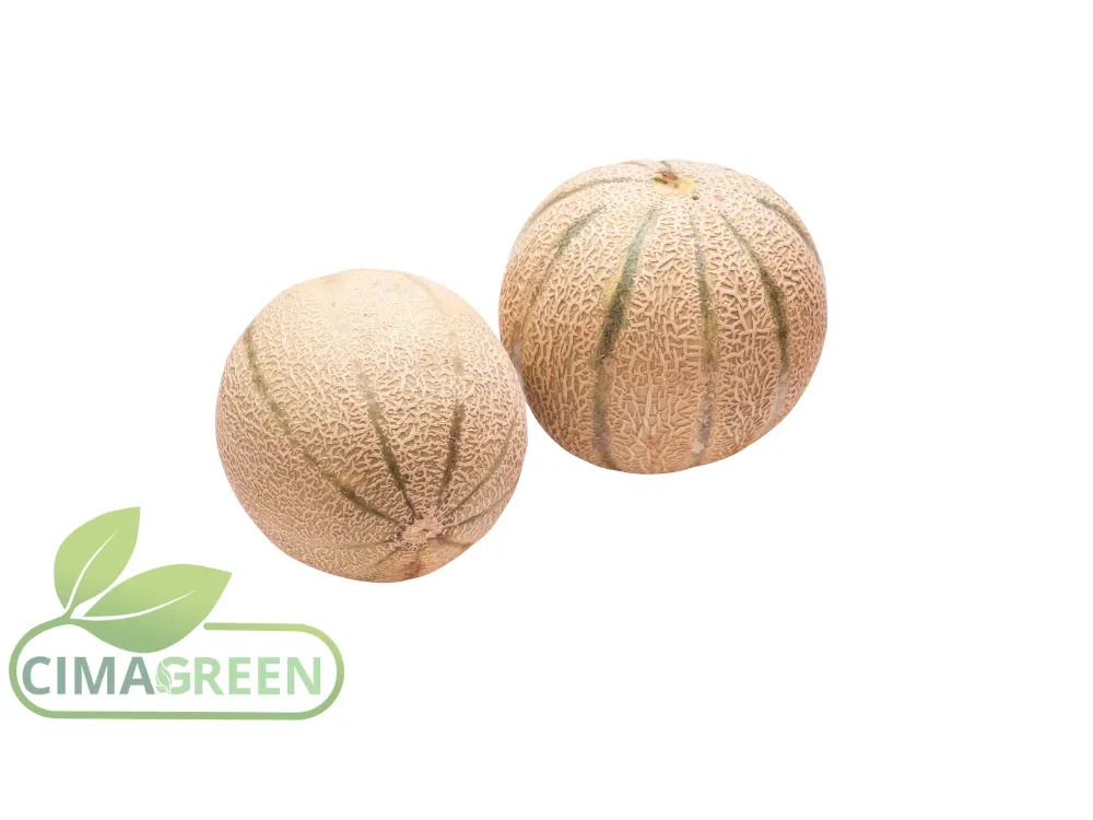 Charentais- und Galia-Melonen – Süße und Frische garantiert