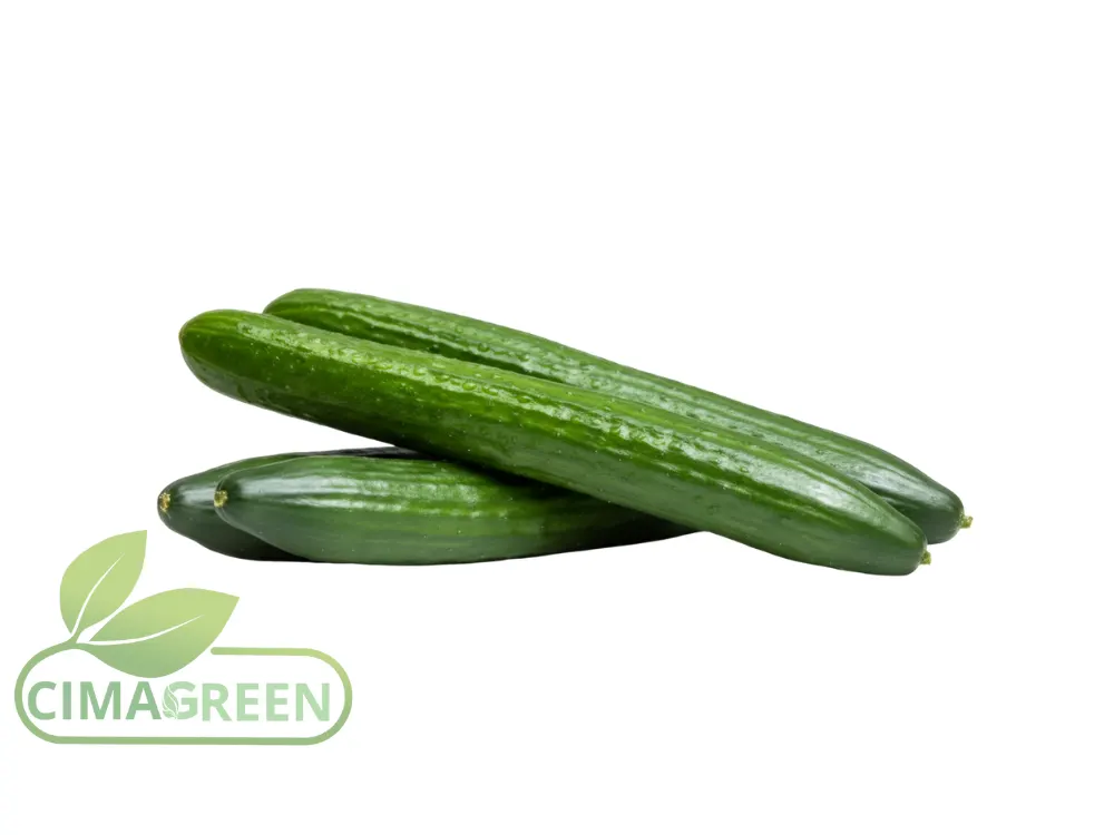 Pepino Holandés Premium: Calidad Superior Directa de España