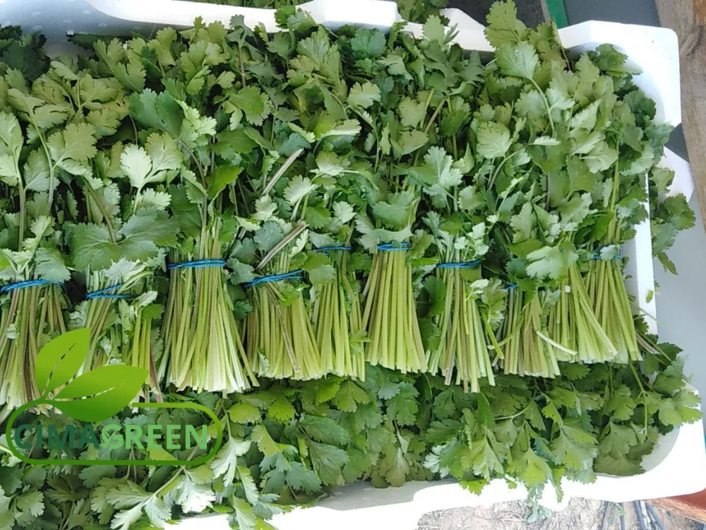 Manojo de Cilantro Fresco 150g: Sabor Auténtico Directo del Campo Español
