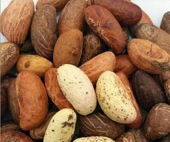 Fresh Organic Bitter Kola (Garcinia Kola from West Africa) 12 pieces
