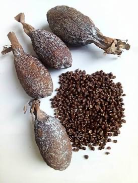 African organic alligator pepper atare, grain of paradise pods, Guinea pepper, Mbongo spice