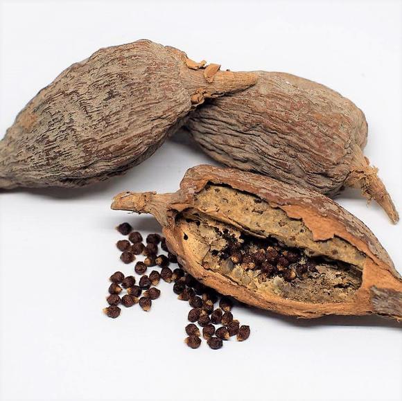 African organic alligator pepper atare, grain of paradise pods, Guinea pepper, Mbongo spice