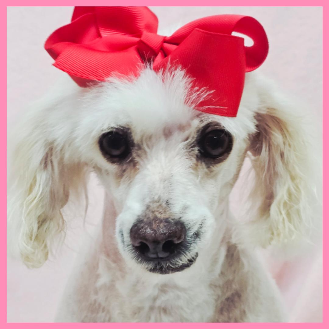 Candie