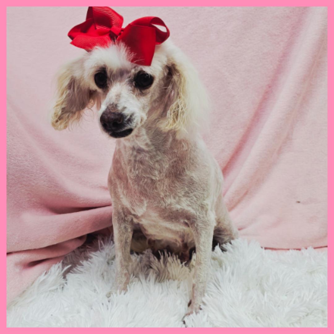 Candie