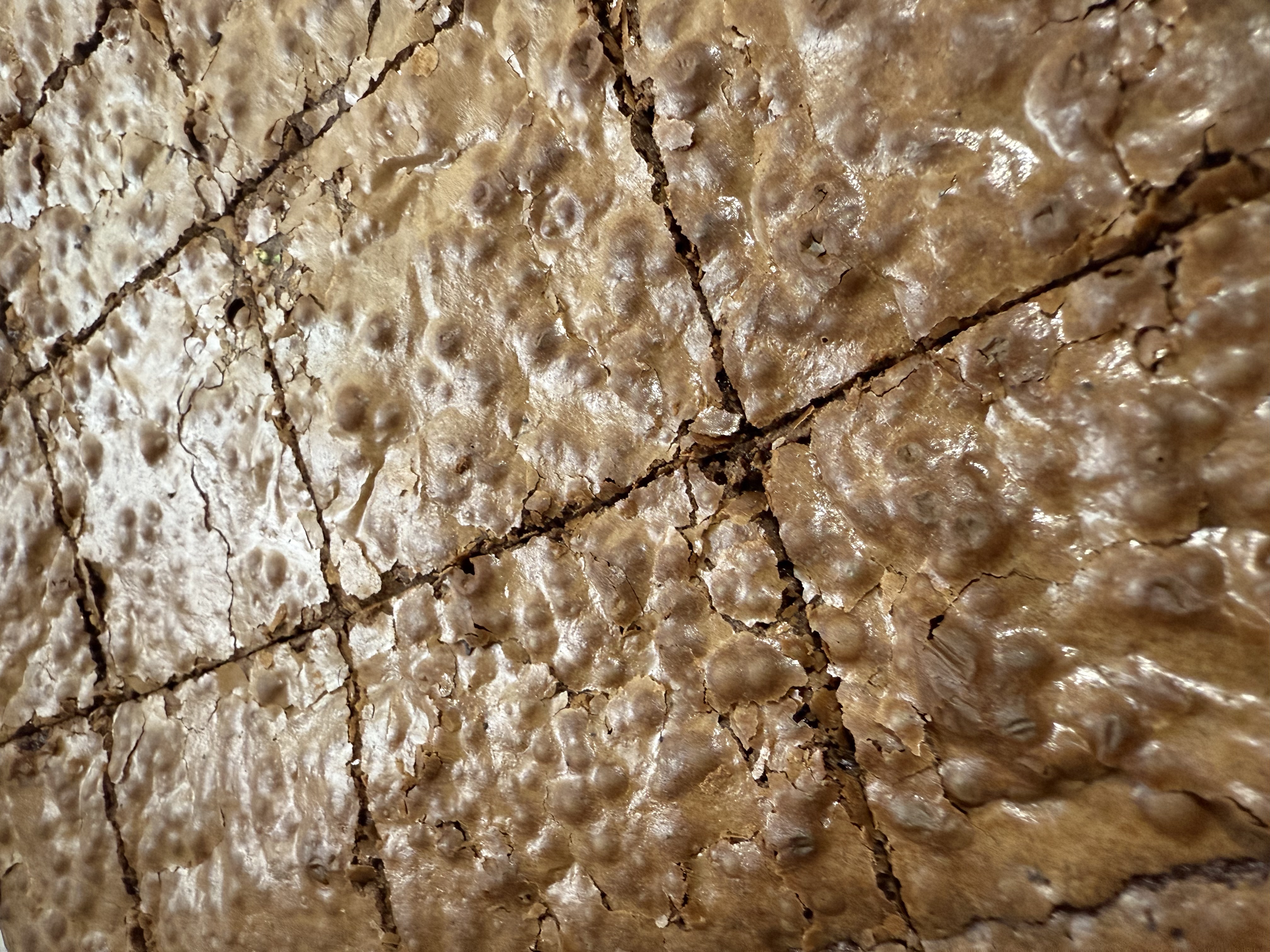 Milk Chocolate Brownie