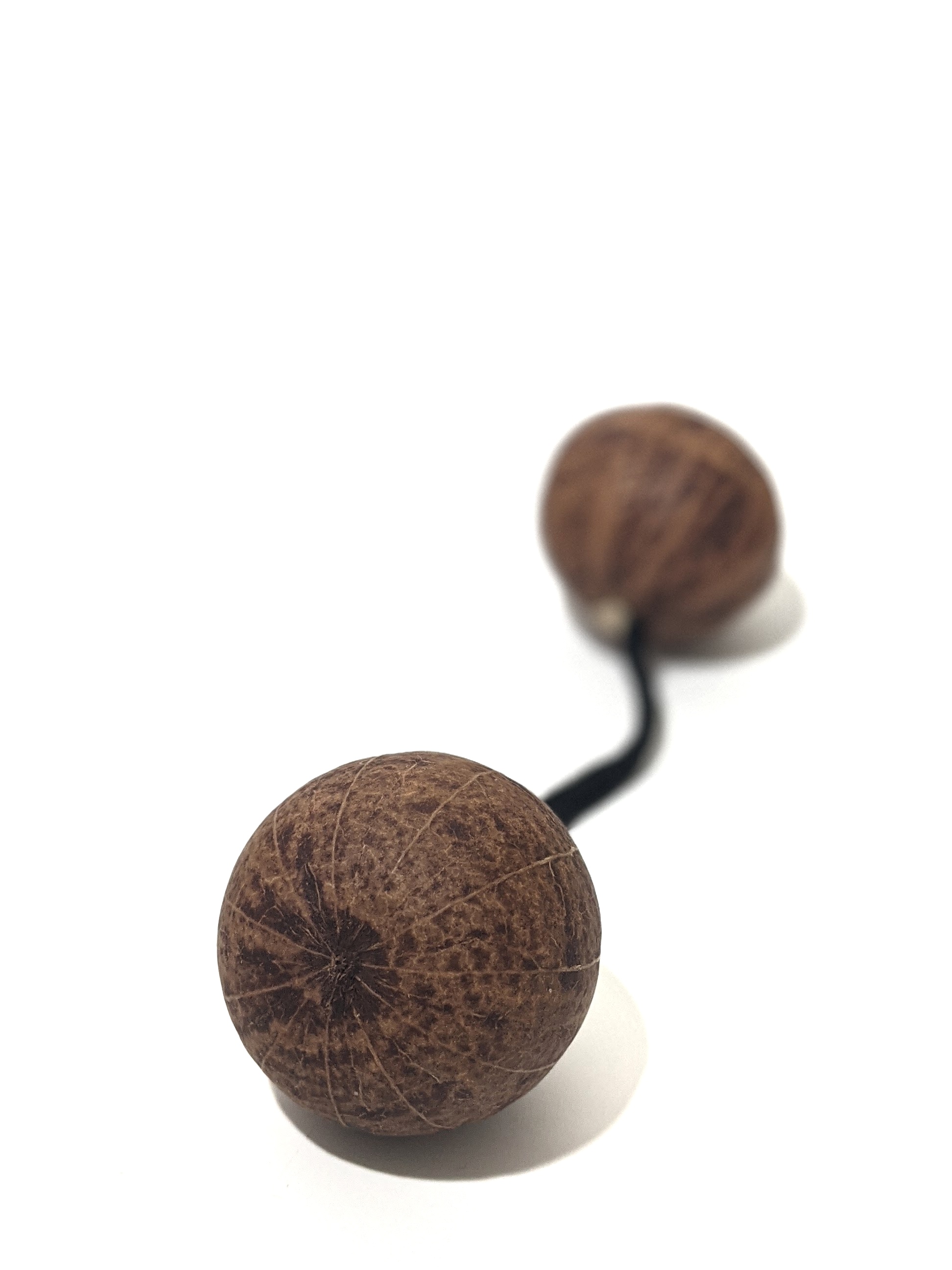 Asalato 1  Extra large Hands jumbo Kashakas instrument Aslato 1 hand size Asalato percussion instrument