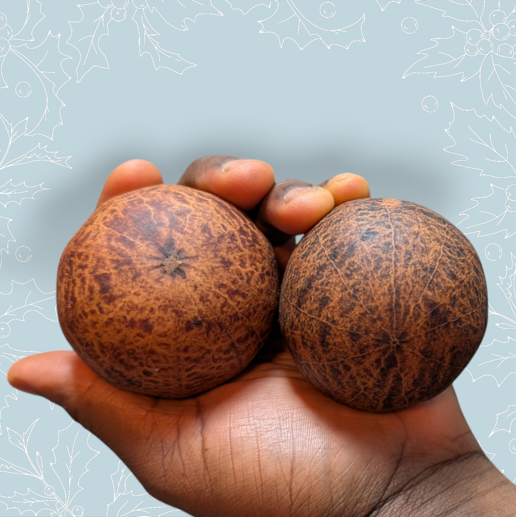 Asalato 1 Extra large Hands jumbo Kashakas instrument Aslato 1 hand size Asalato percussion instrument