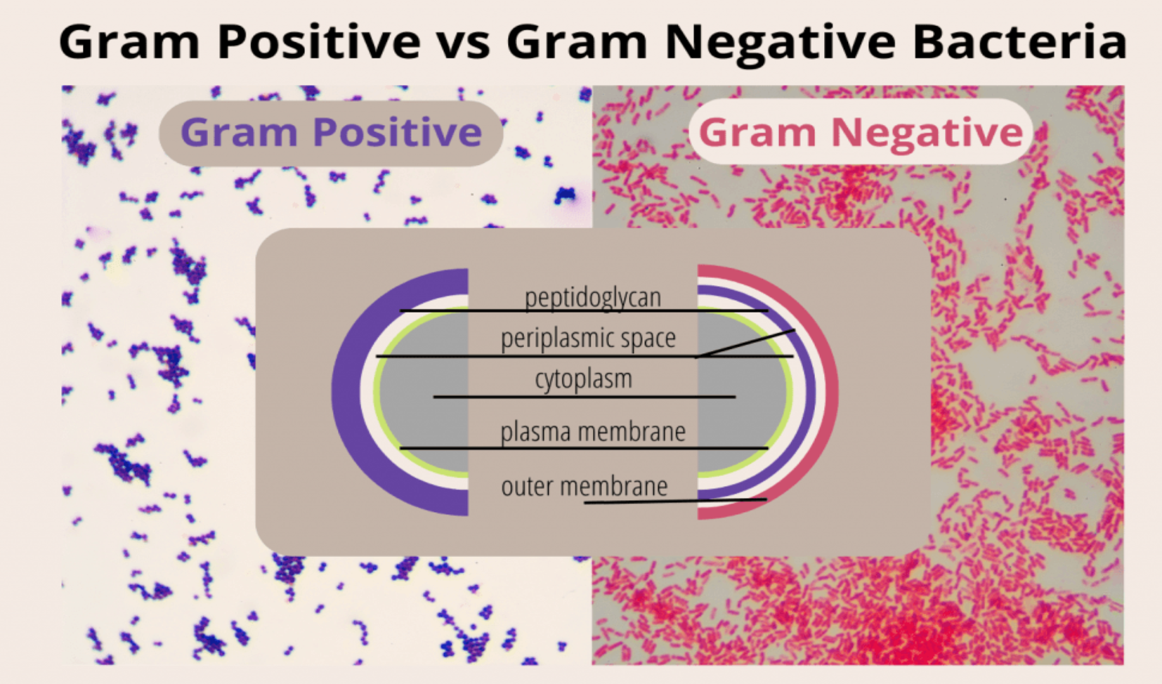 Introduction to Pharmaceutical Quality Control (QC) Microbiology Training Presentation