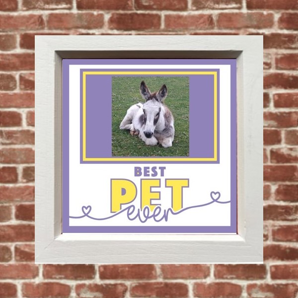 Best Pet Ever Framed Picture
