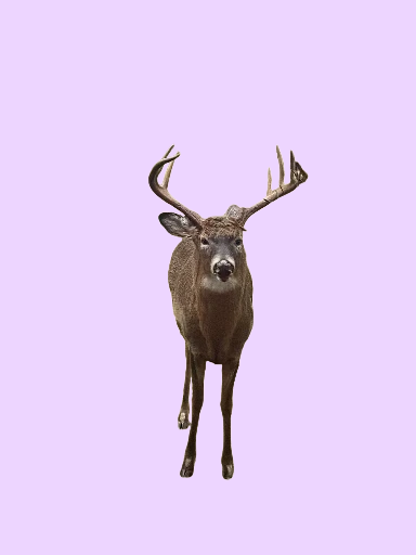 Meditation: DAS HÜNDCHEN