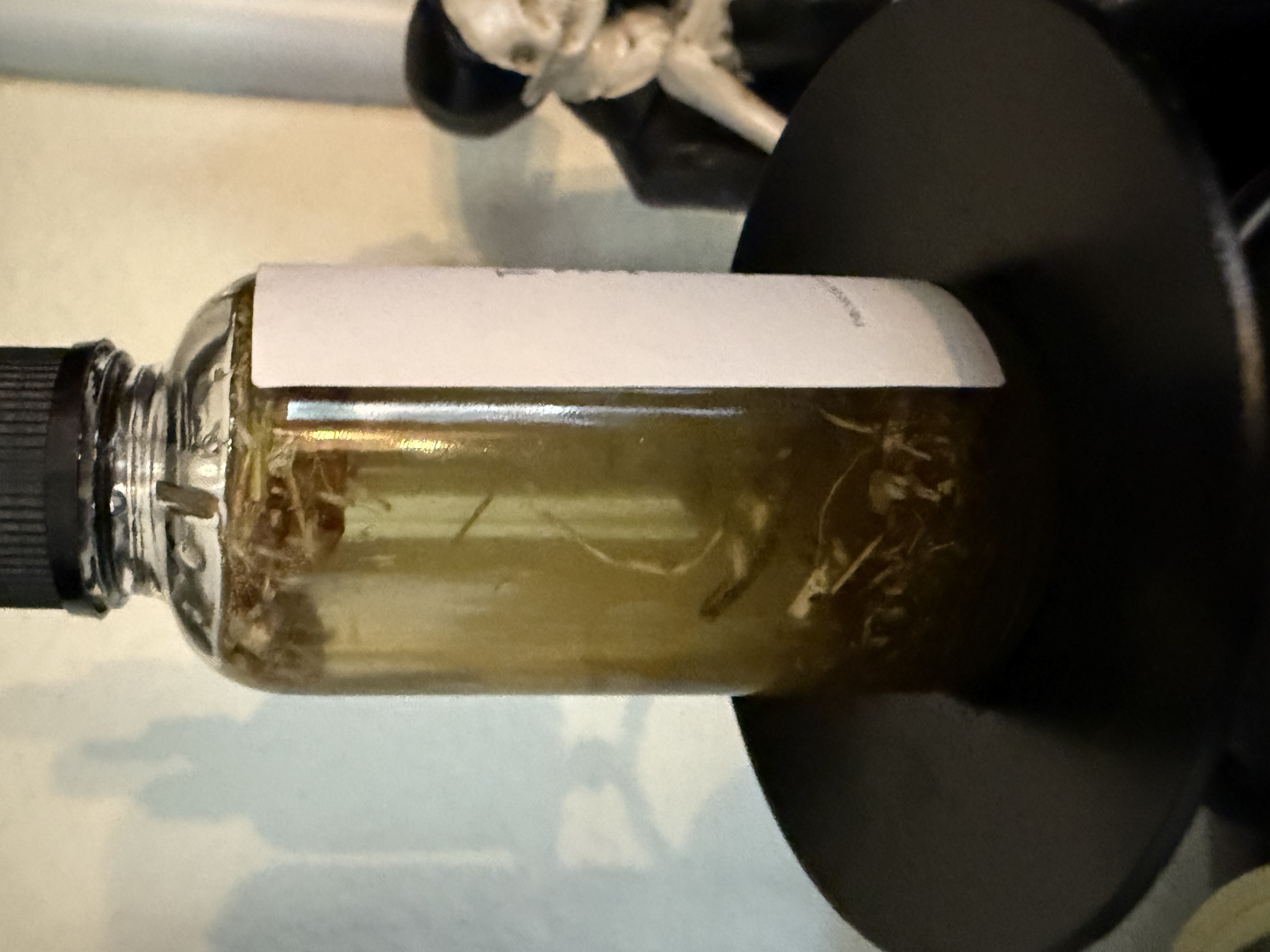 Evil Eye Transmutation Oil