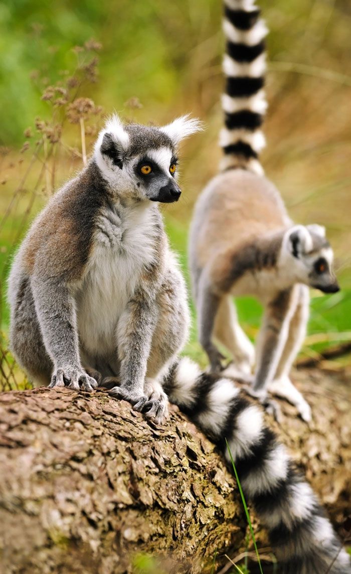 03 AL 11/11/26 - MADAGASCAR Avventura di gruppo tra natura e meraviglia!