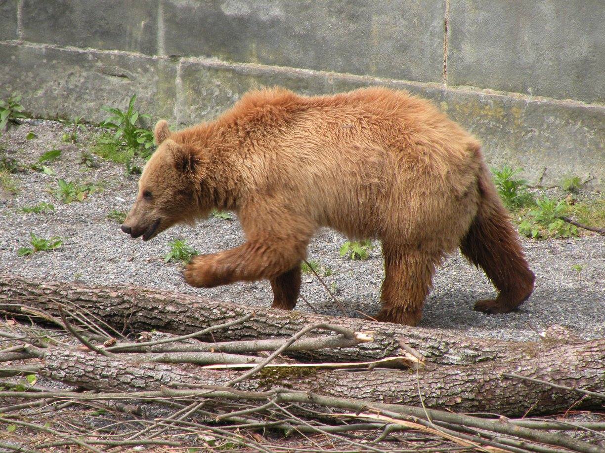 19/04/26 - SVIZZERA DA CARTOLINA: THUN, LAUTERBRUNNEN & BERNA!