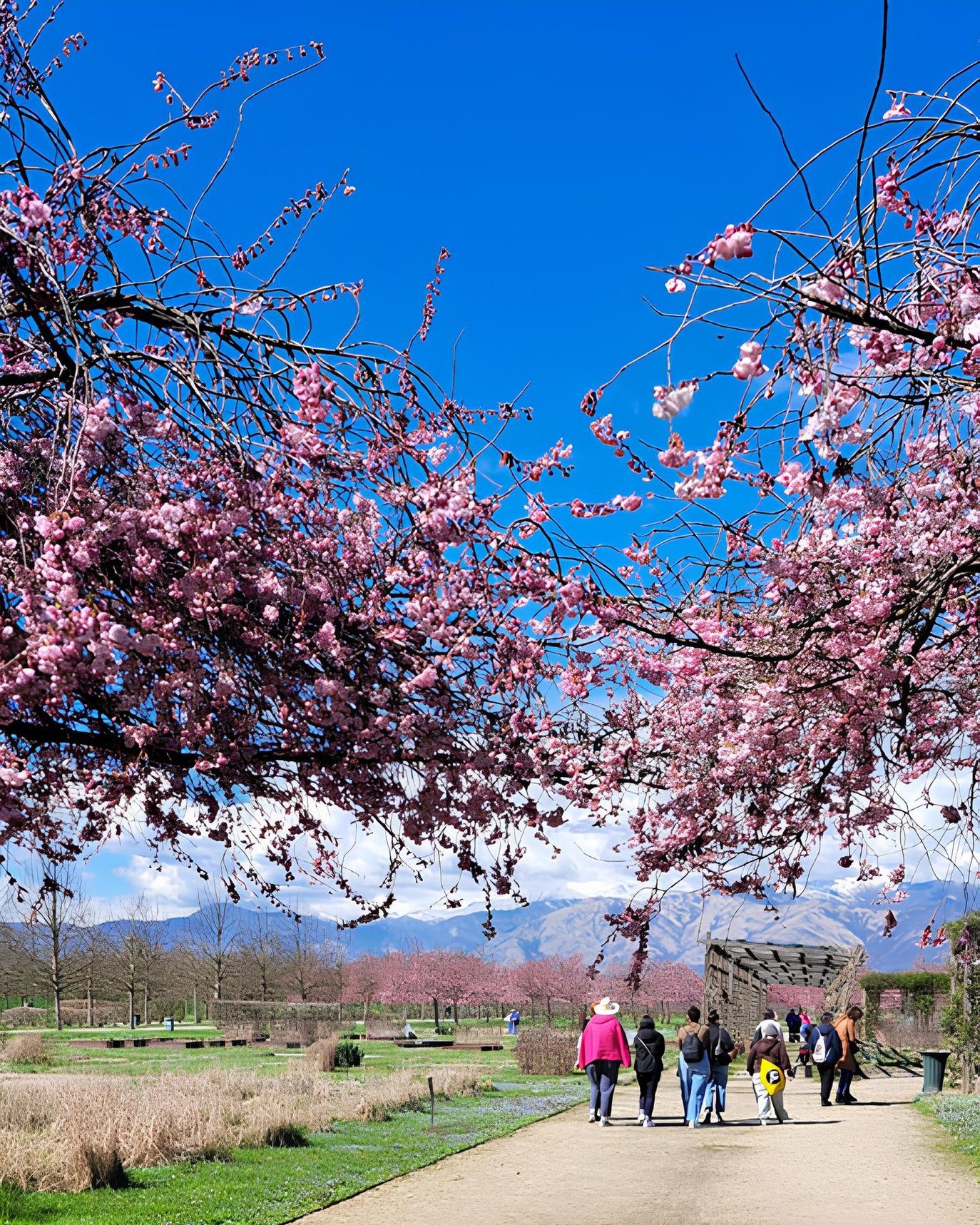 05/04/26 - UN GIORNO TRA I CILIEGI IN FIORE DELLA REGGIA DI VENARIA!