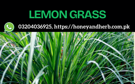 Lemongrass – Refreshing & Aromatic Herbal Wonder 🍋🌿