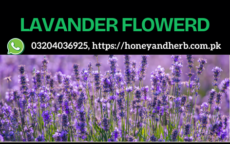 Lavender – Calming & Aromatic Herb for Relaxation & Wellness 💜🌿