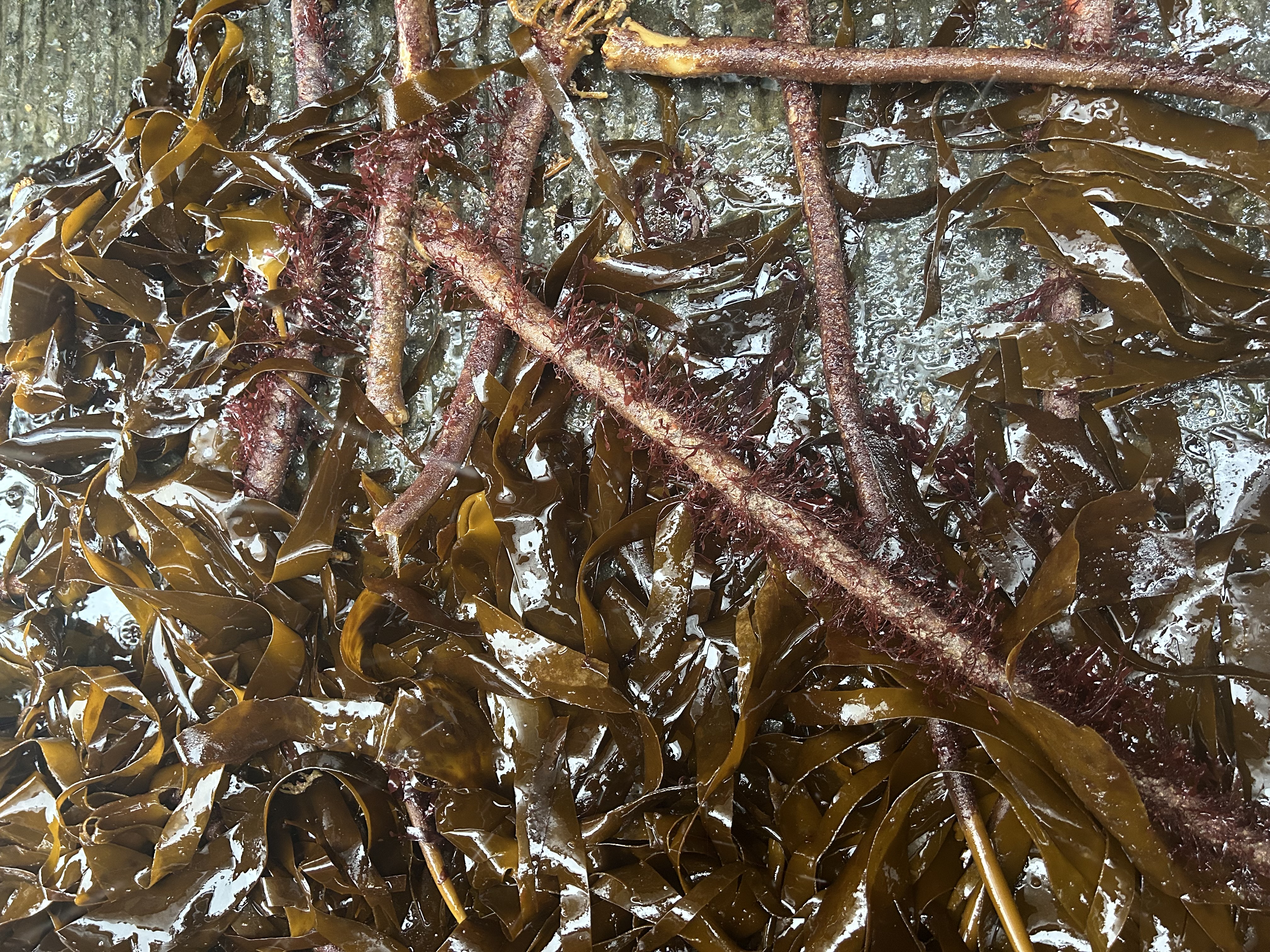 Laminaria hyperborea – Feuilles en paillettes 3–10 mm – Sac 25 kg