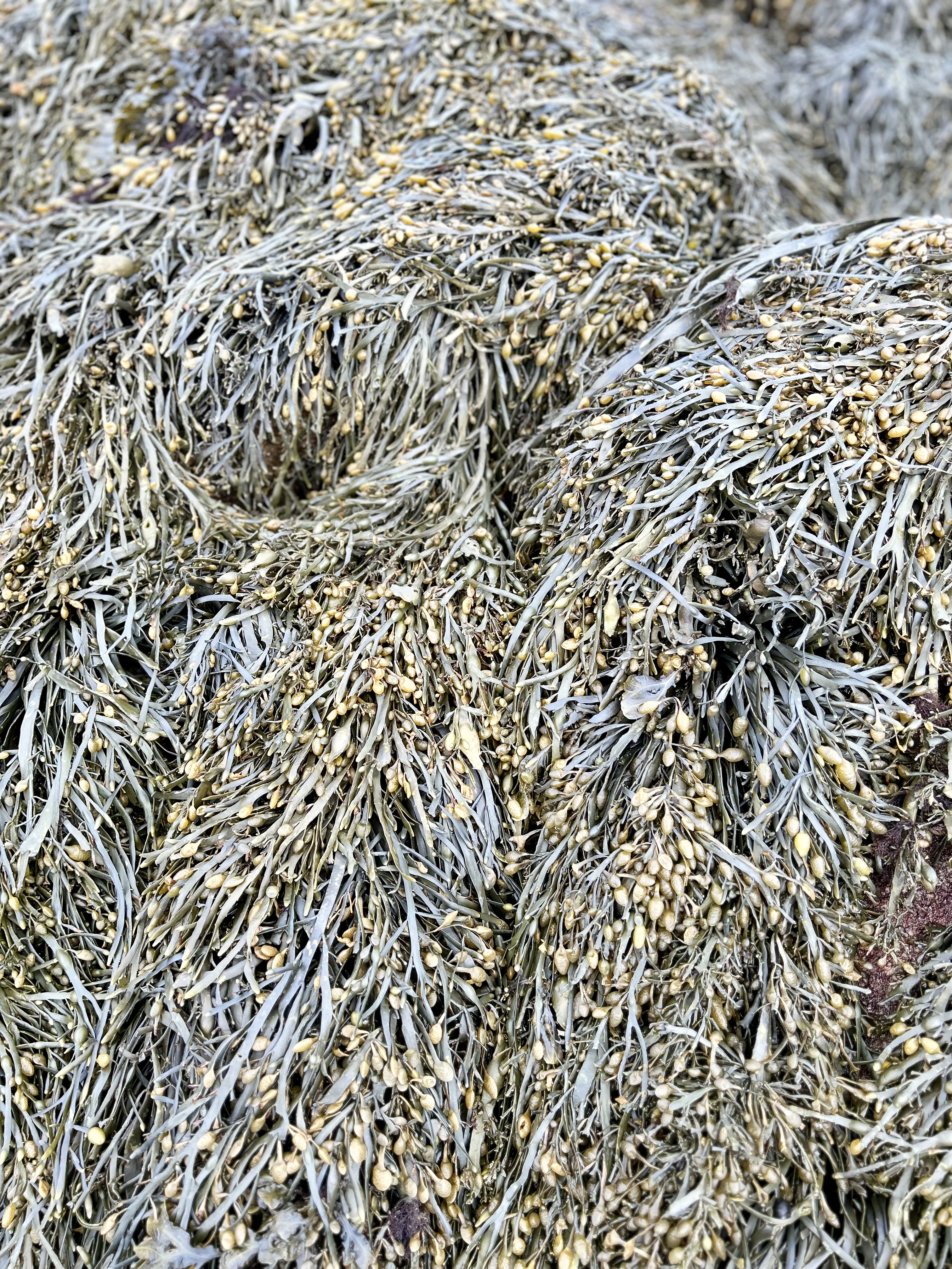 Ascophyllum nodosum bio – Complément marin pour animaux 25 kg