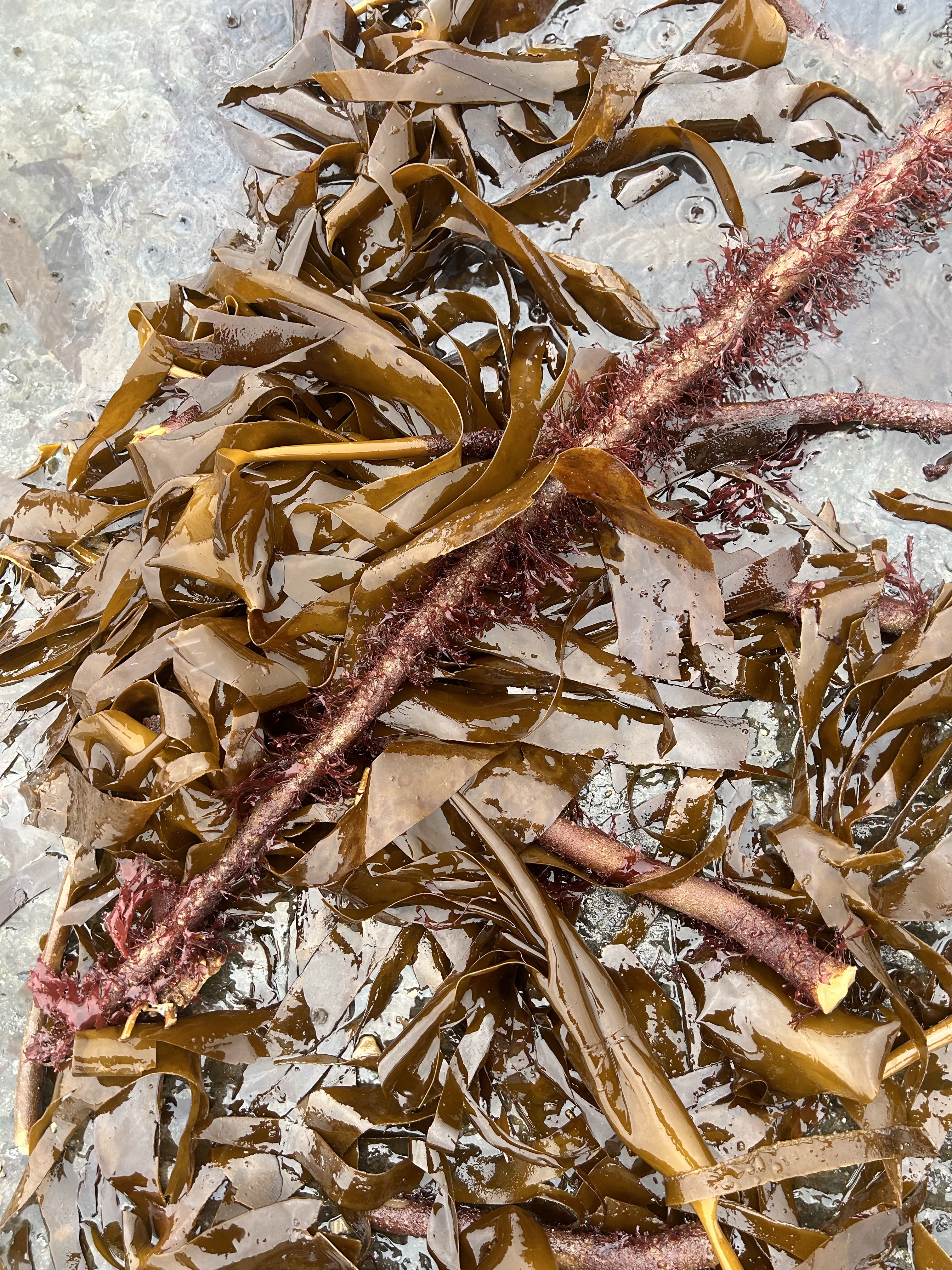 Laminaria hyperborea – Feuilles en paillettes