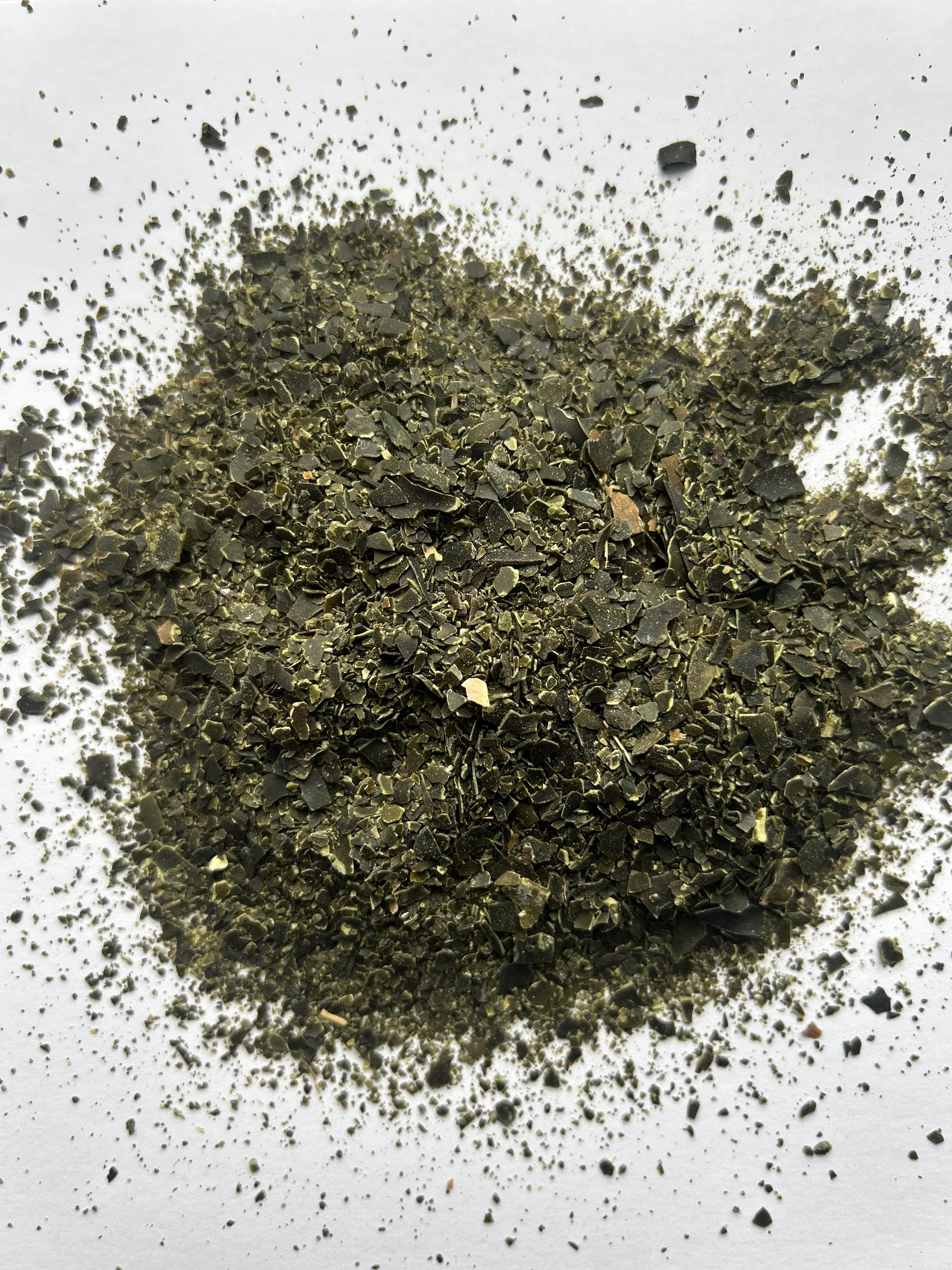 Laminaria hyperborea – Feuilles en paillettes