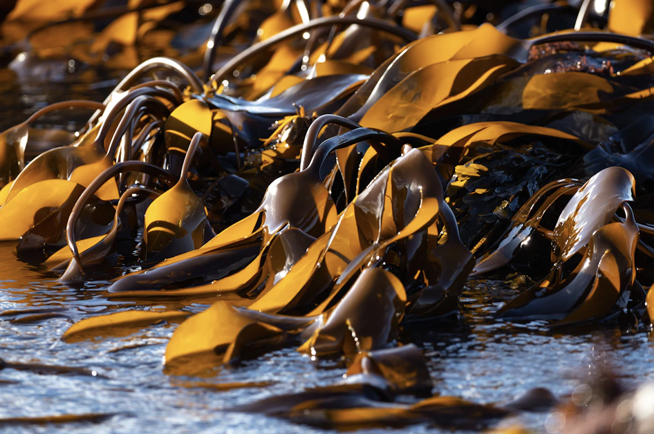 Laminaria digitata – Complément marin animal 25 kg