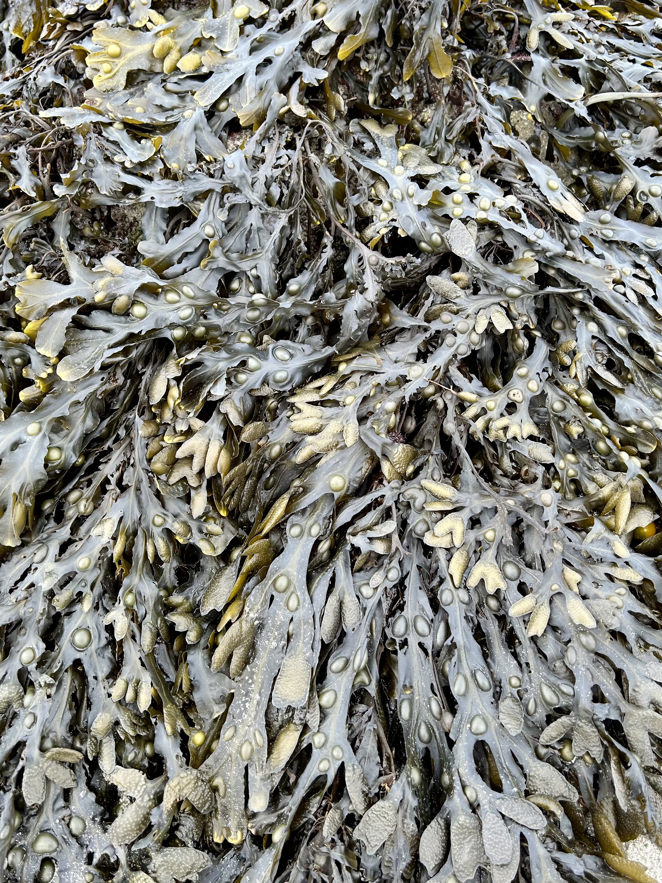 Fucus serratus bio – Complément marin pour animaux 25 kg