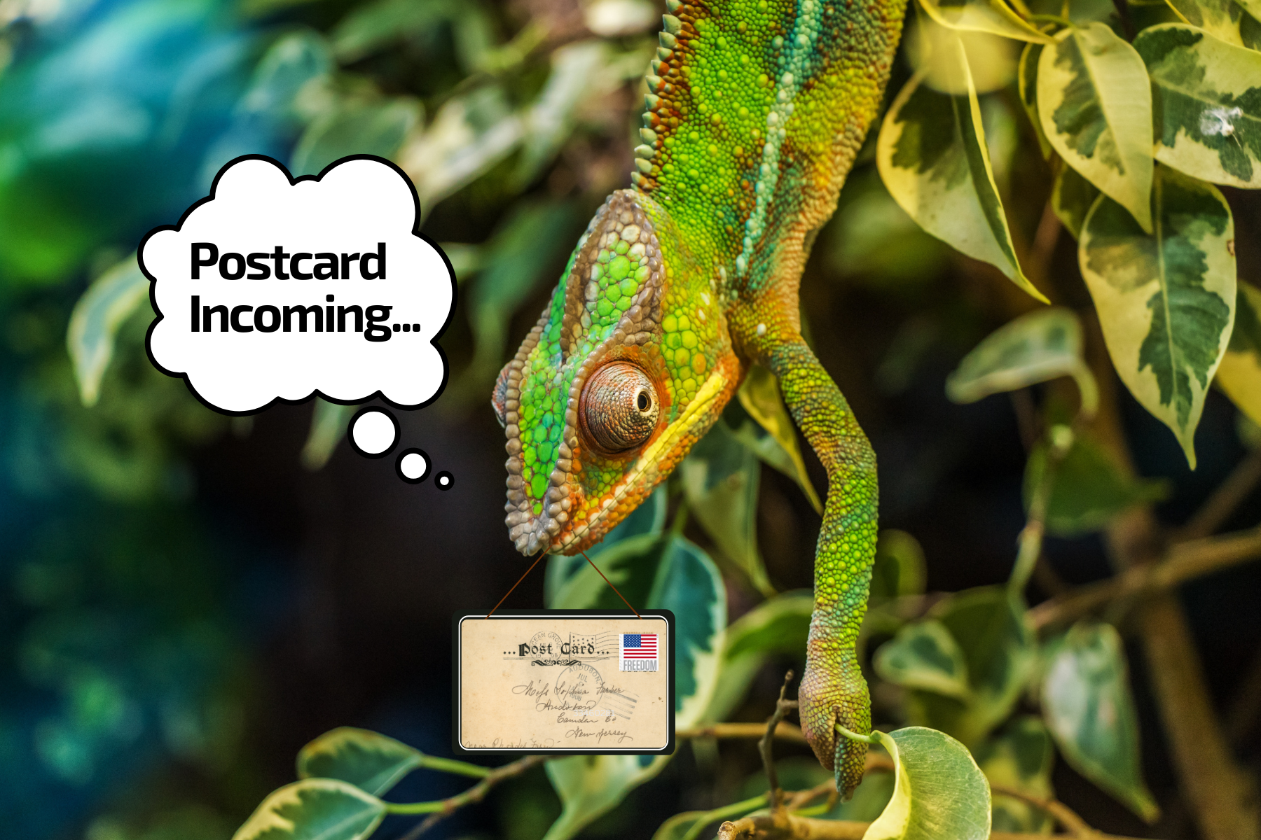 "Postcard Incoming" Mr. Lizard - 4 count 