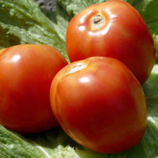 طماطم انايا هجين