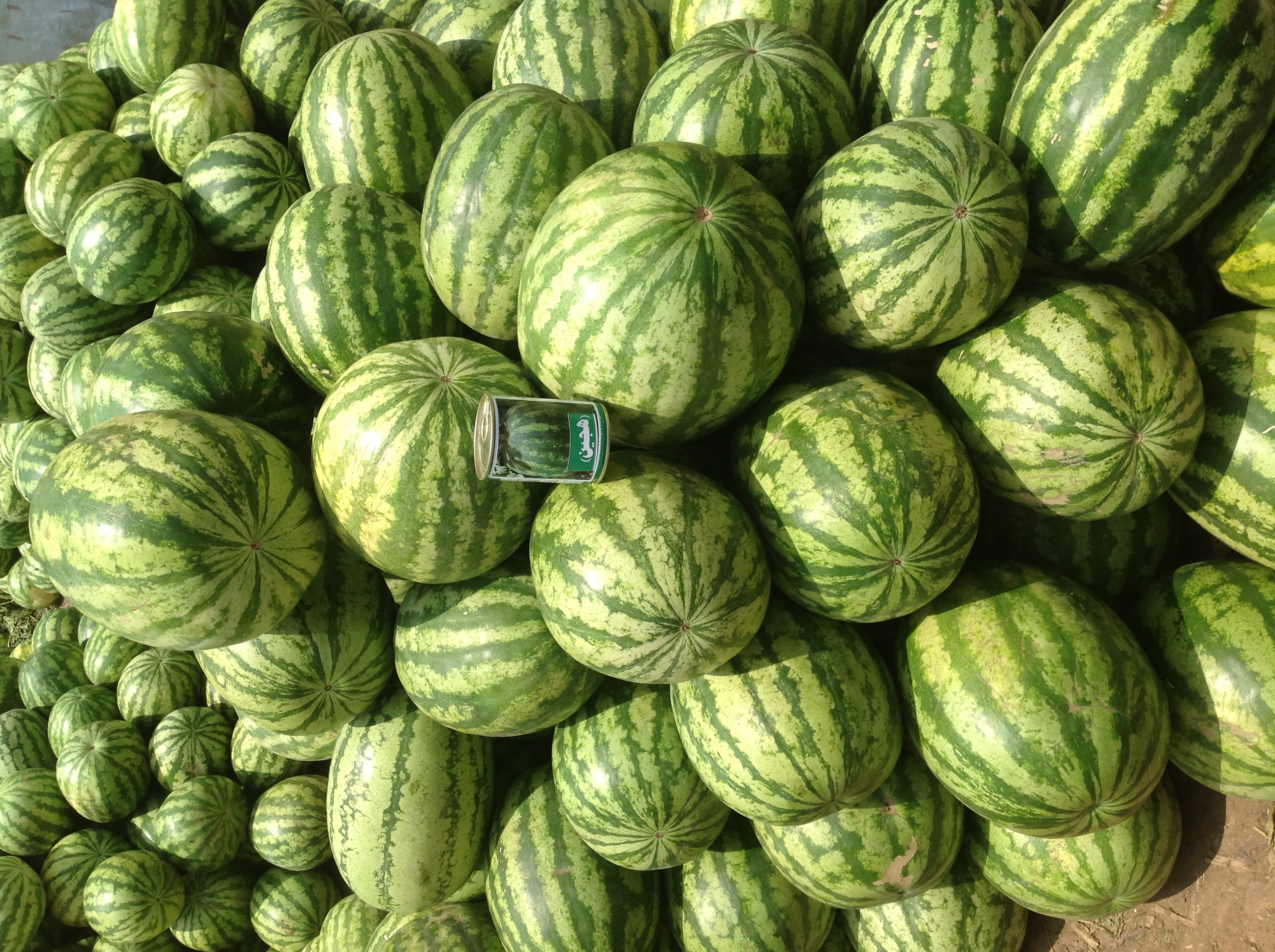 بطيخ هجين كلوس