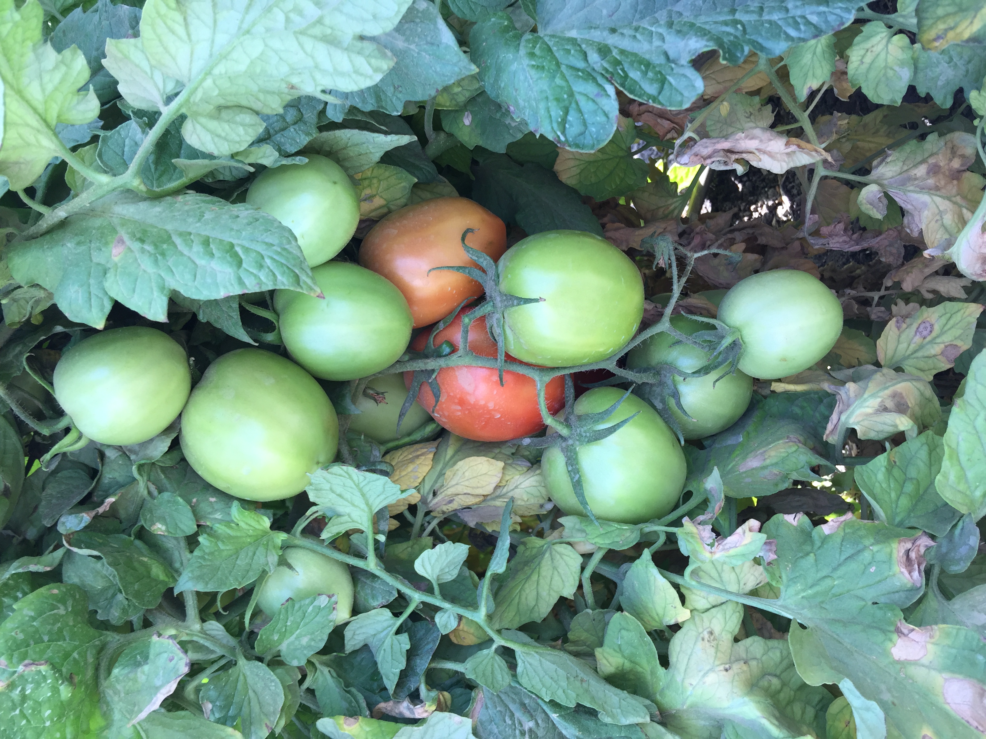 طماطم انايا هجين