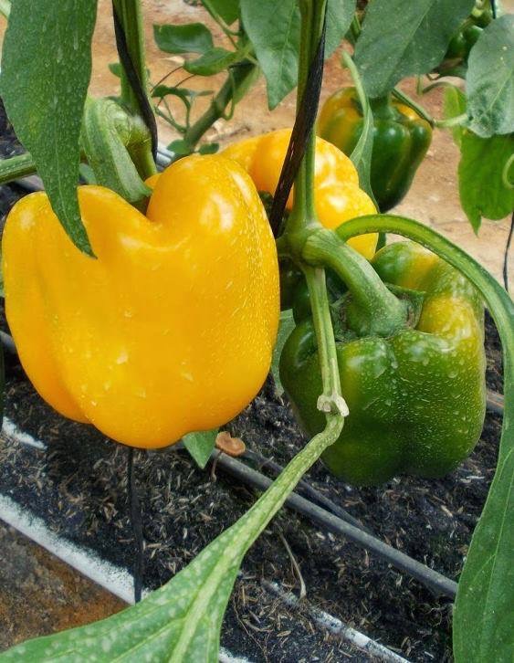 فلفل حلو نيكيتا هجين