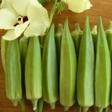 بامية ماديسون هجين