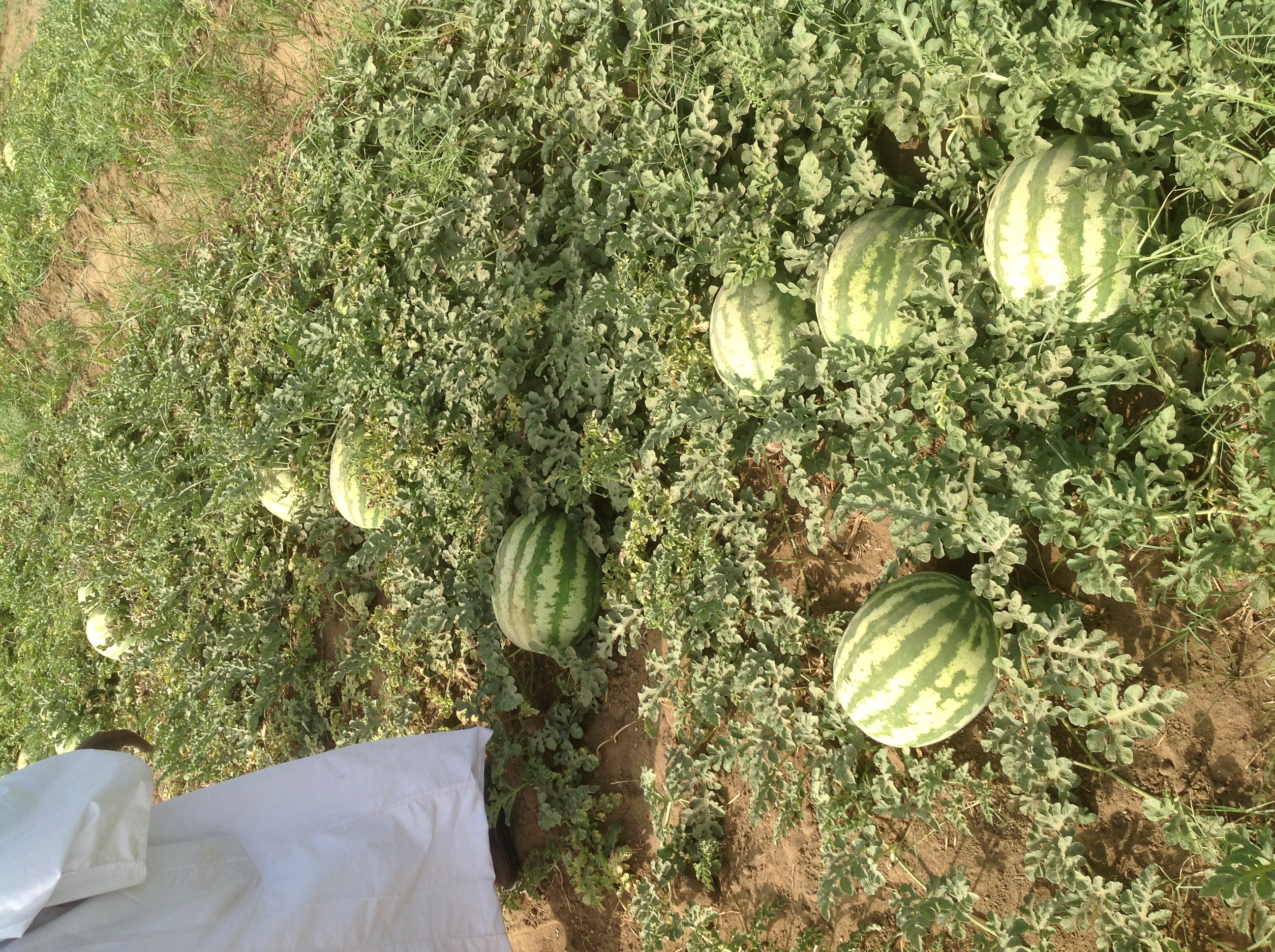 بطيخ هجين كلوس