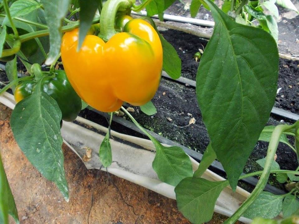 فلفل حلو نيكيتا هجين