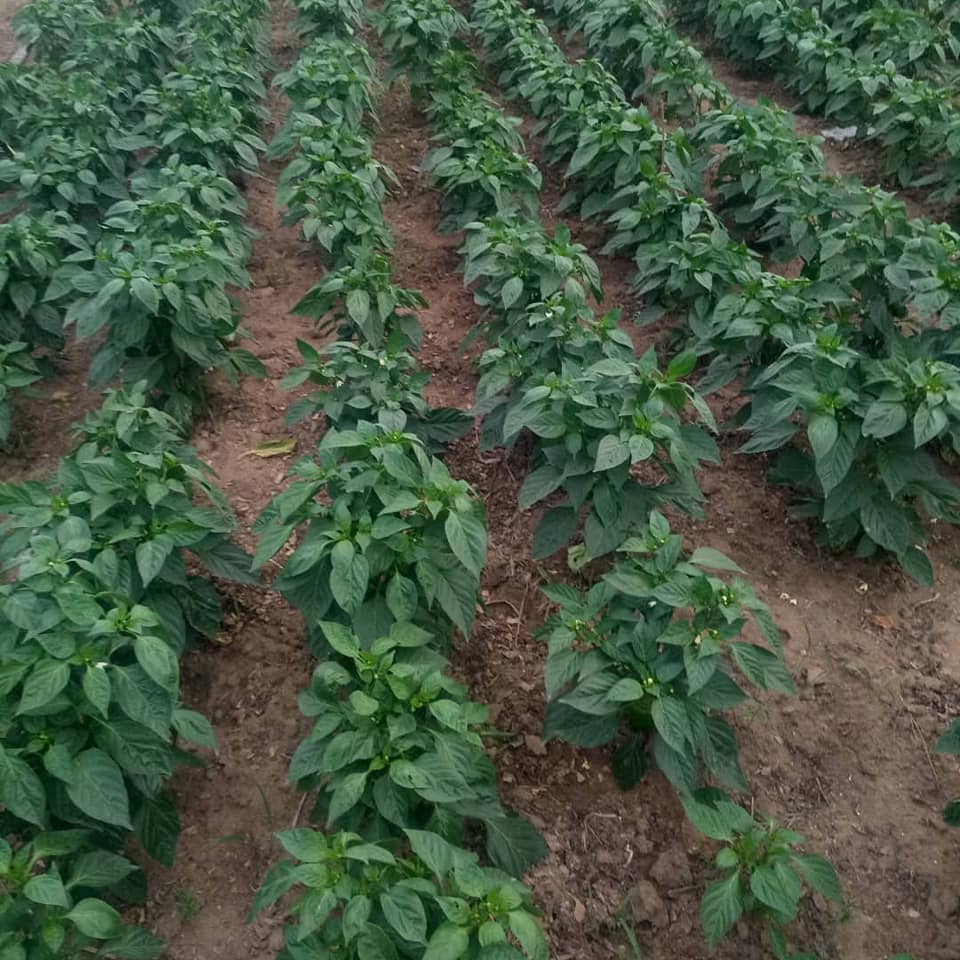 فلفل حلو يولييس هجين