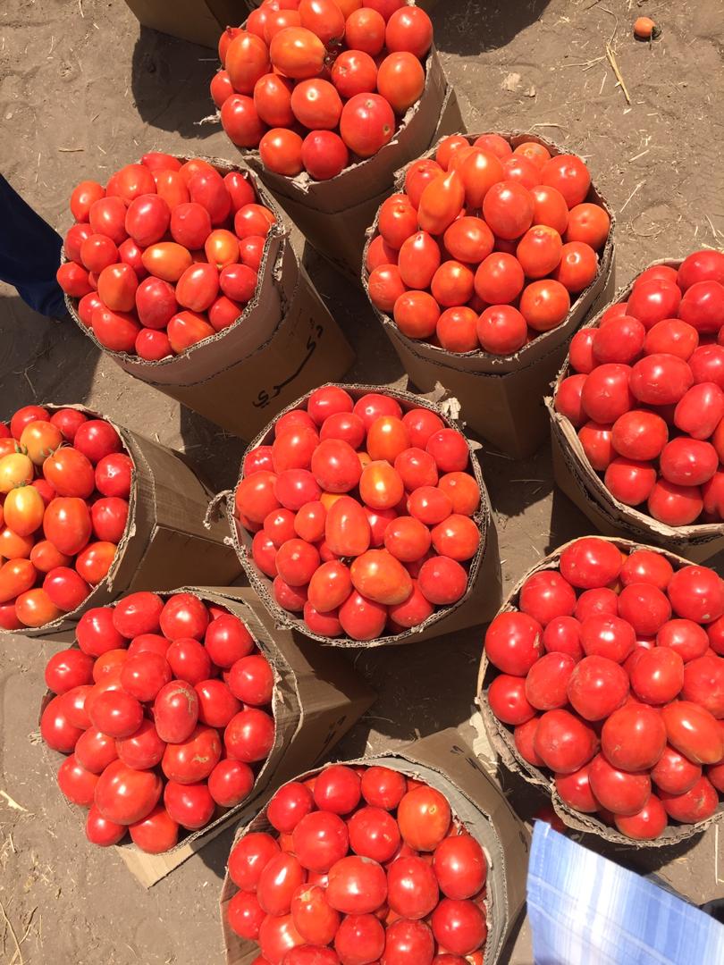 طماطم انايا هجين