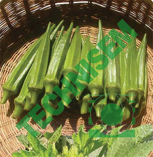 بامية ليما هجين 