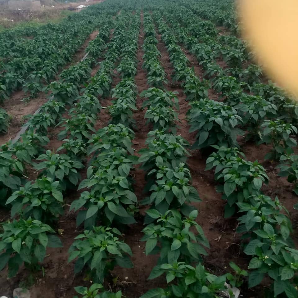 فلفل حلو يولييس هجين