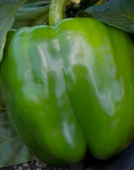 فلفل حلو يولييس هجين