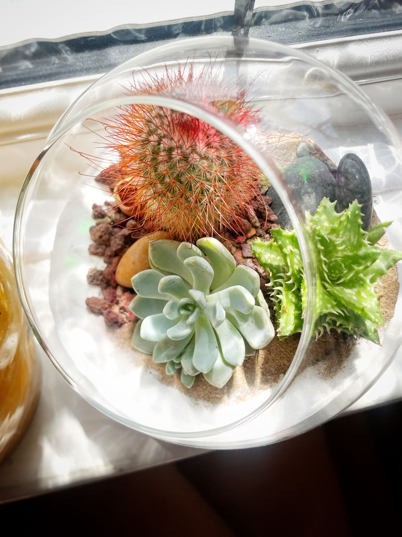 Andean Desert Terrarium