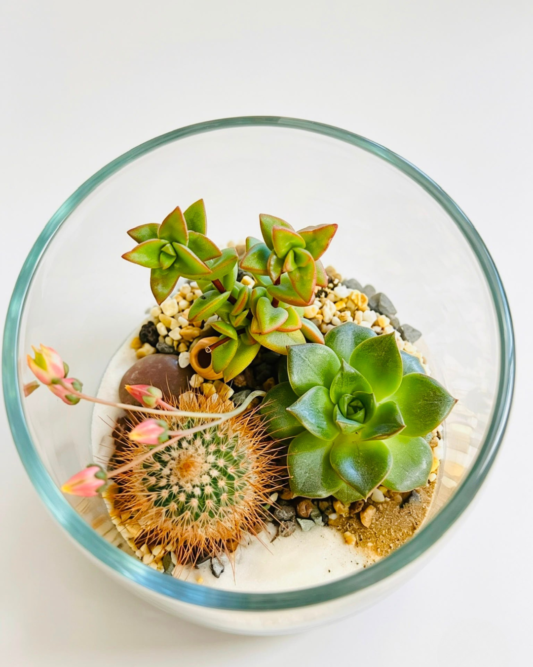 Andean Puna Terrarium
