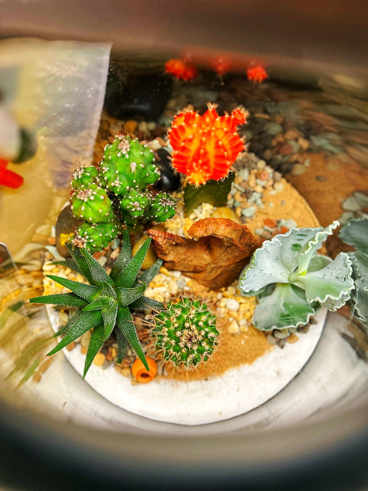 Andean Misti Terarrium