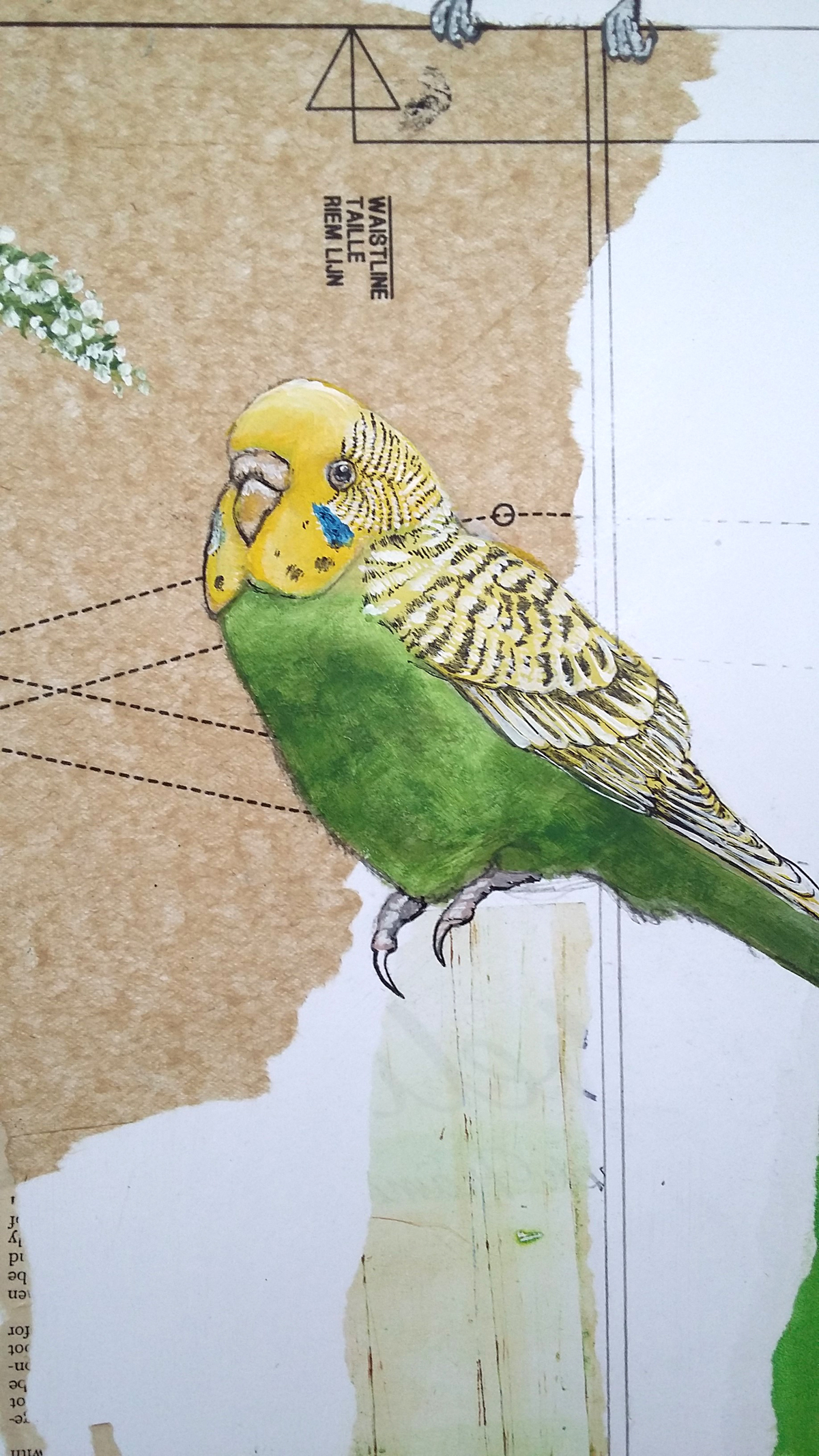 The visitor (Budgie's day out)