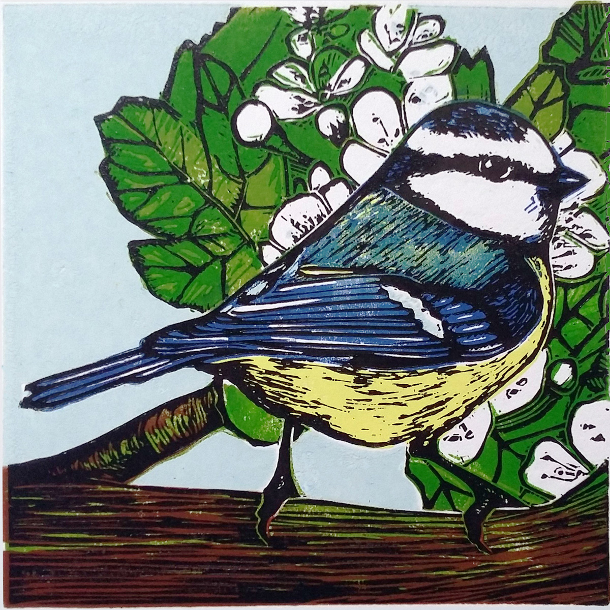 Blue tit (2022)