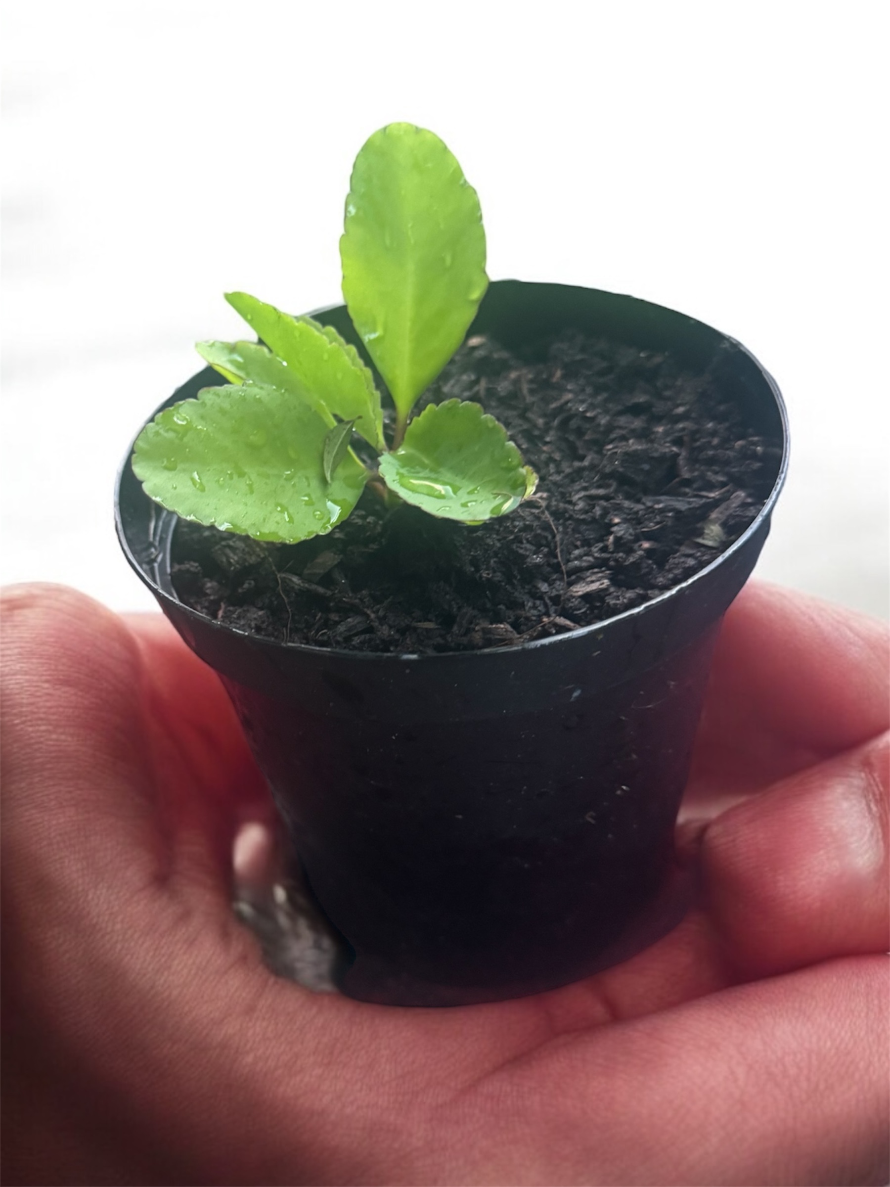 Organic Baby Leaf of Life Plant