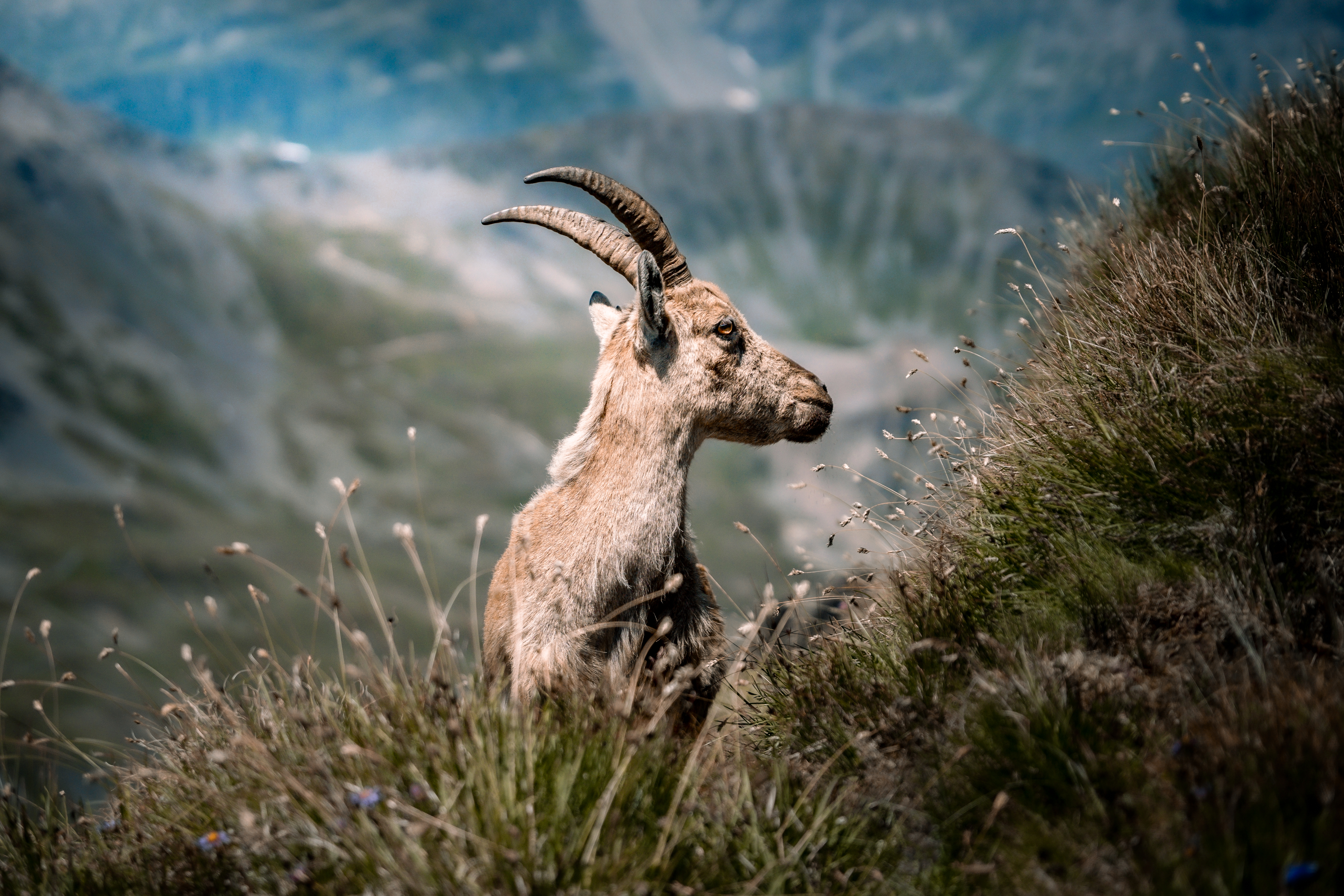 Jeune Bouquetin (horizontal)
