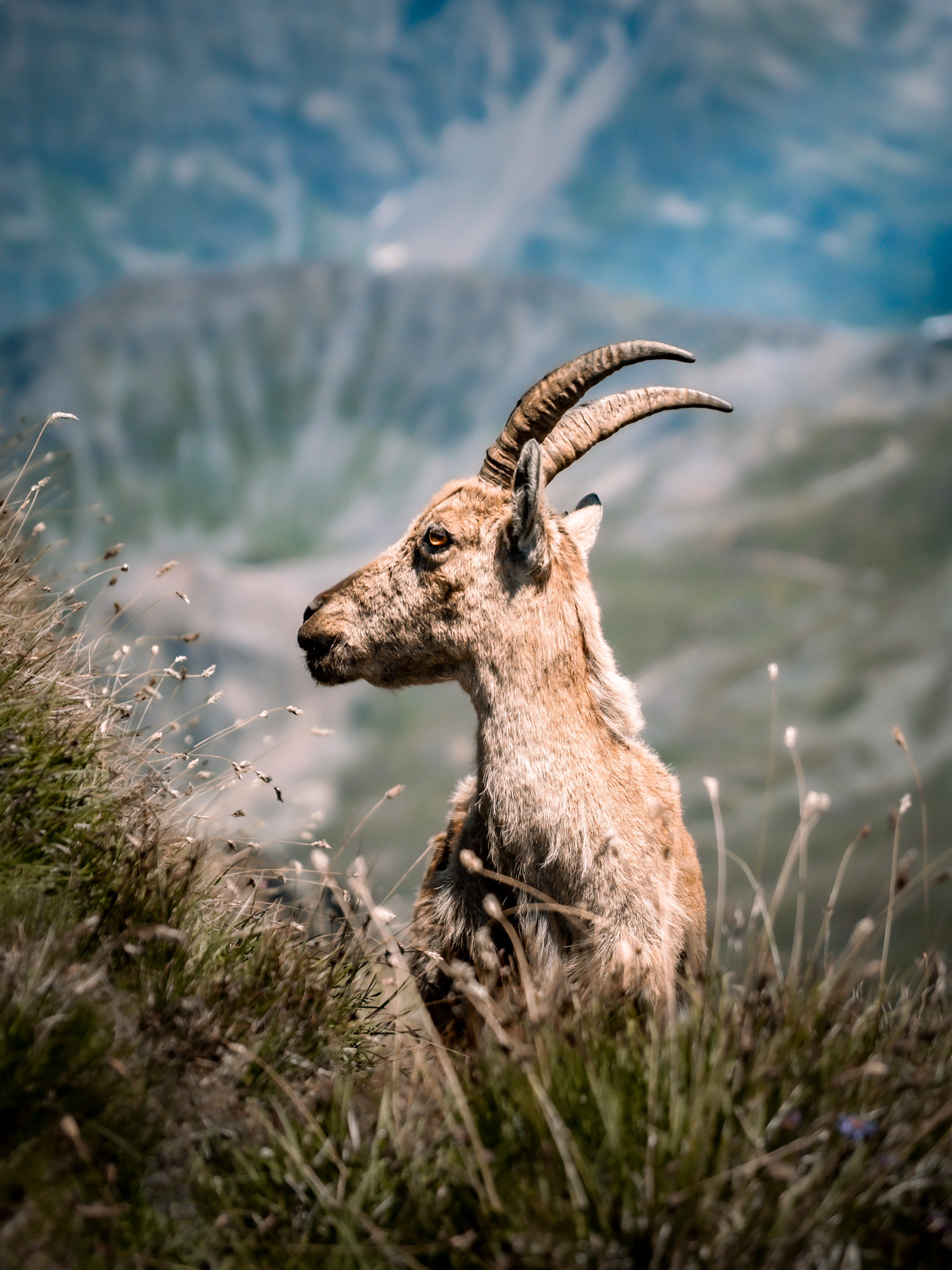 Jeune Bouquetin (verticale)