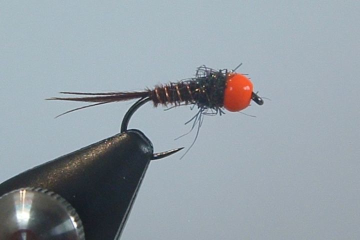 Nymphe Queue de Faisan à Tête Orange