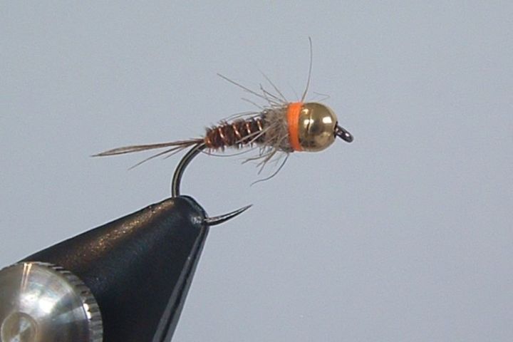 Nymphe Queue de Faisan à Signal Orange